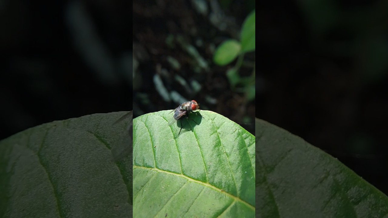 Why Green Flies Sit on Leaves &ndash; Weird Blowfly Facts! #shorts #fly #animals