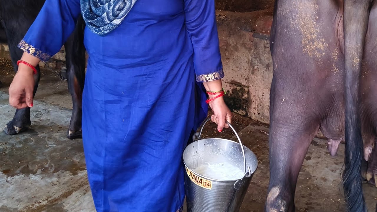 धाकड़ जाटनी का चैनल  is live! आज तो मेरा रोने को मन कर रहा था दूध निकालते समय फुल  मिल्किन लाइव 😭🙏
