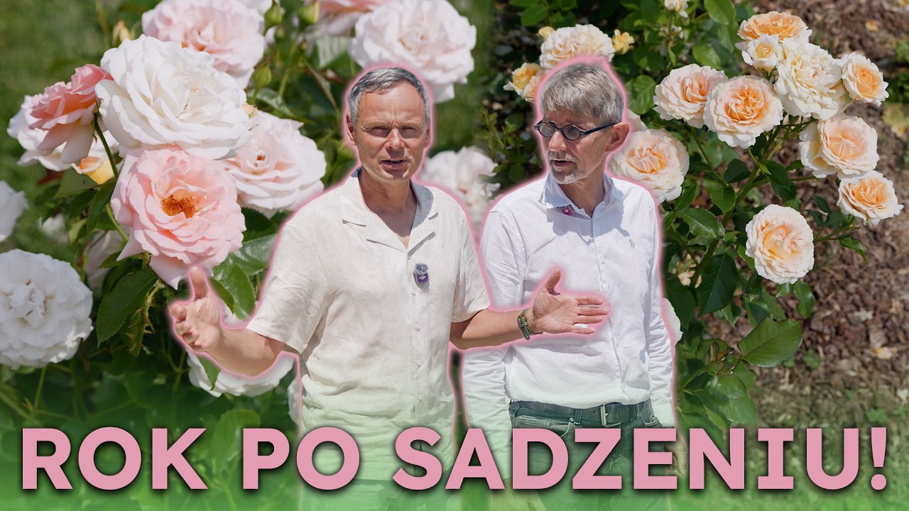 Jak rosną r&oacute;że po roku od posadzenia? Sprawdzamy odmiany Łukasza Rojewskiego!