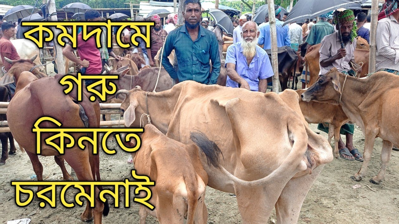 বরিশালের সবচেয়ে বড় ও ইজারা মুক্ত হাট চরমোনাই কমদামে ভালো গরু। চরমোনাই গরুর হাট।