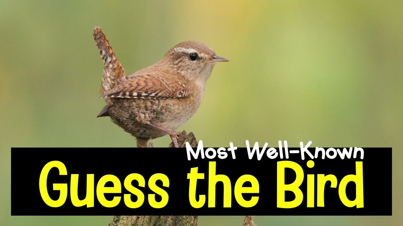 Guess the Bird Song | British Bird Calls | Most Well-Know Birds