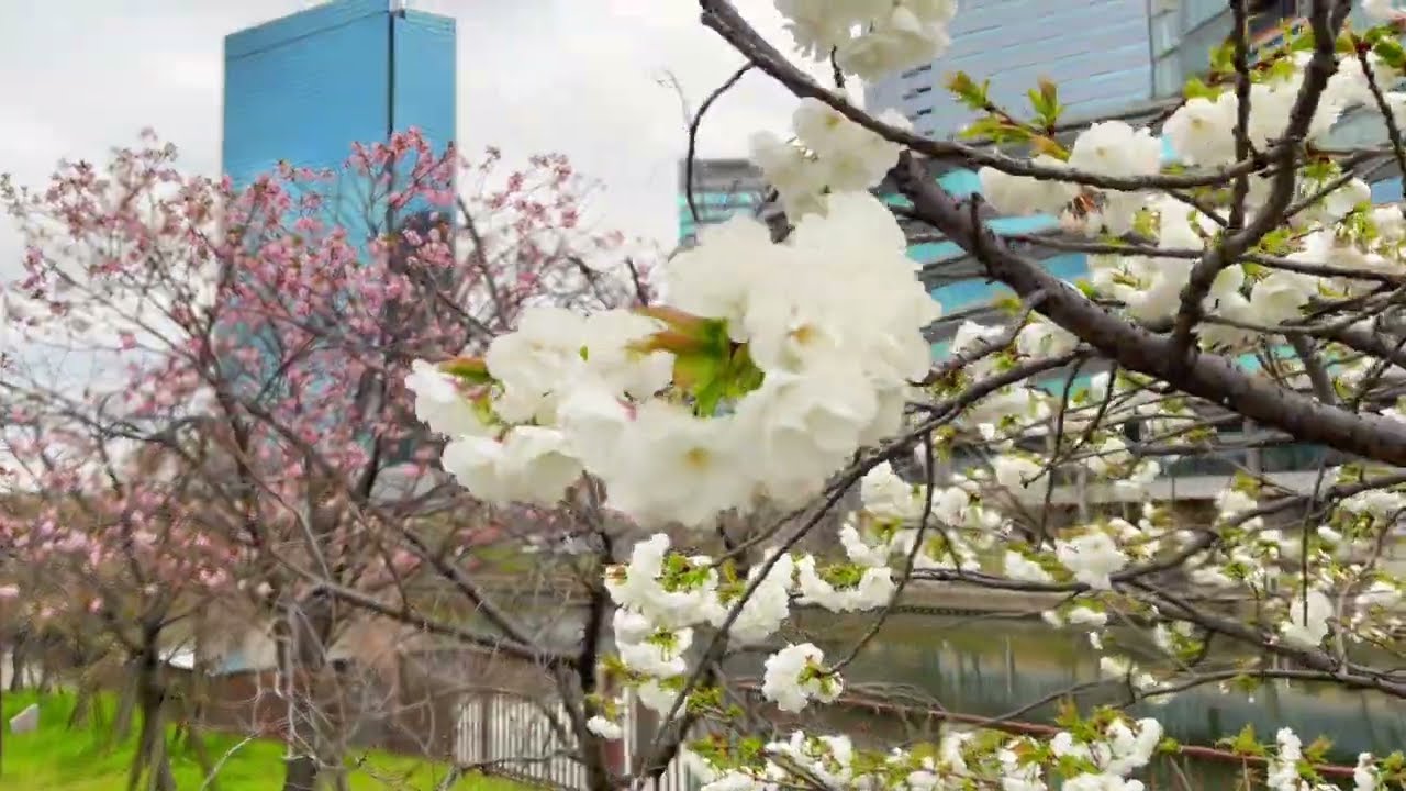 Sakura and River