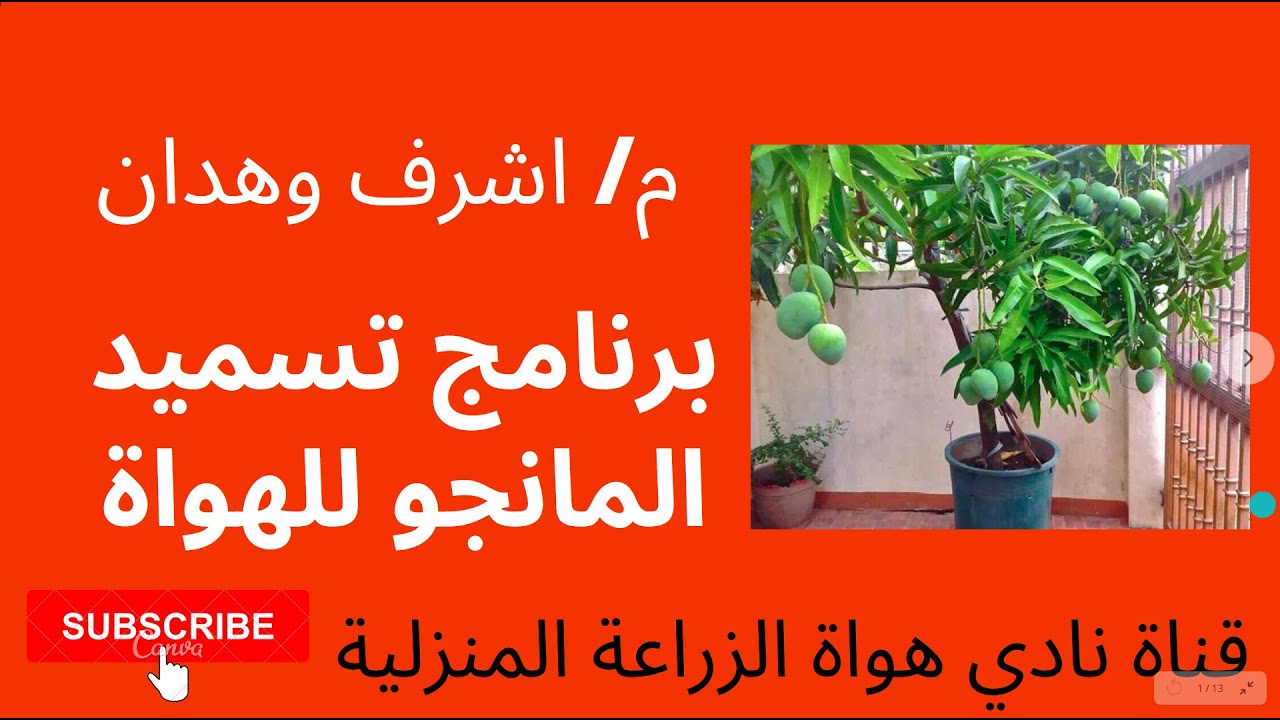 اسهل برنامج تسميد لاشجار المانجو للمبتدئين
