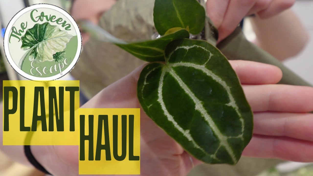 TheGreenEscape Plant Haul 🪴 |  My last order until Spring 2025