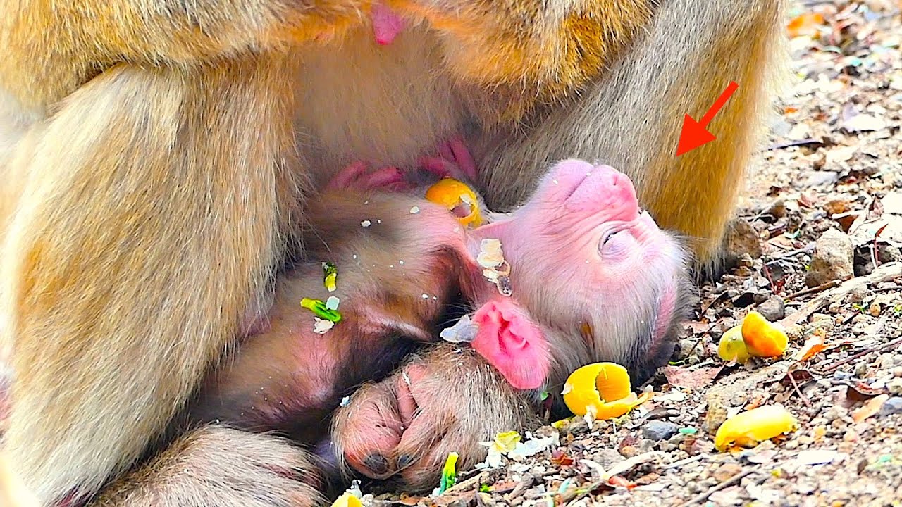 Very sad tiny Baby Monkey Sacky very weakness baby get milk not enough Mama busy eat not care him