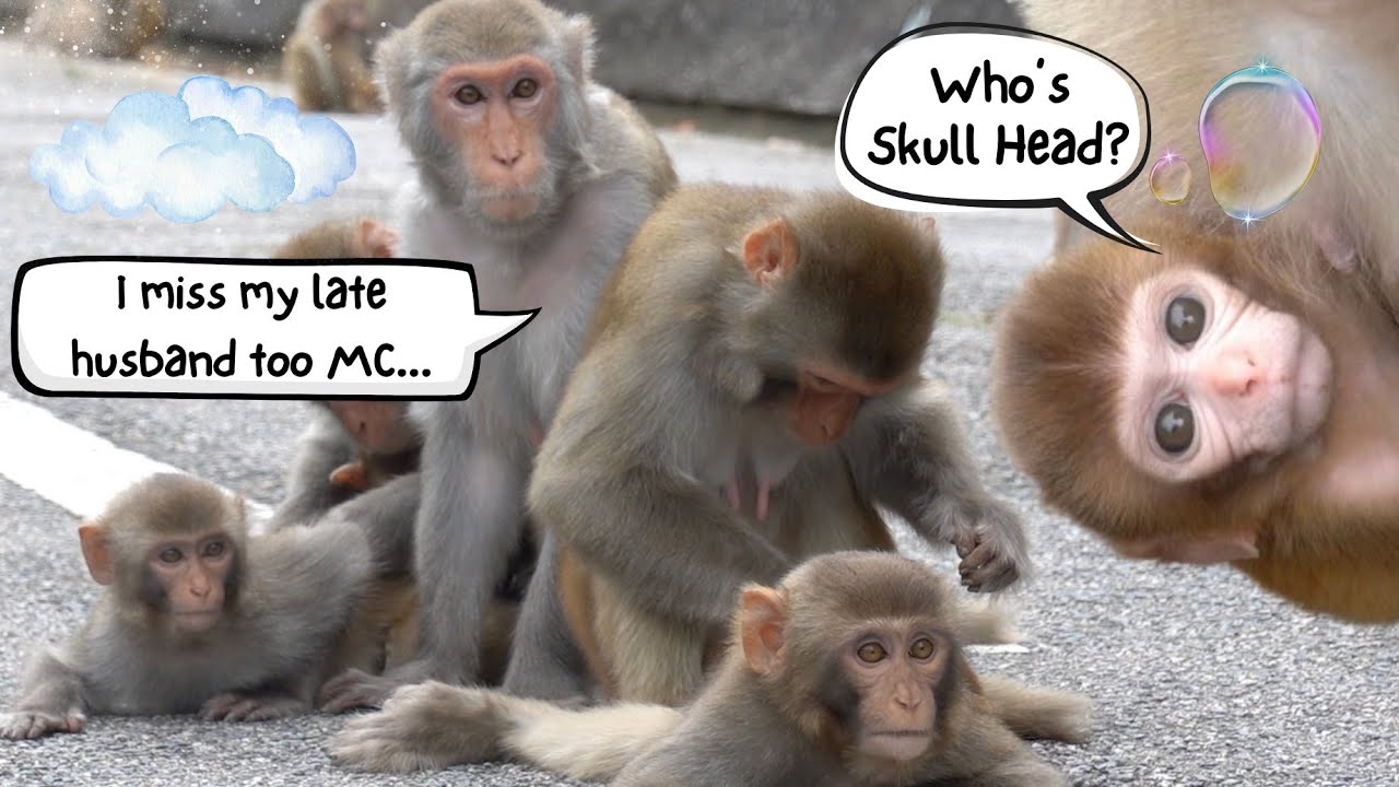 Decoding Macaque Manners Ep 1 💡| A Walk Down Memory Lane ❤️
