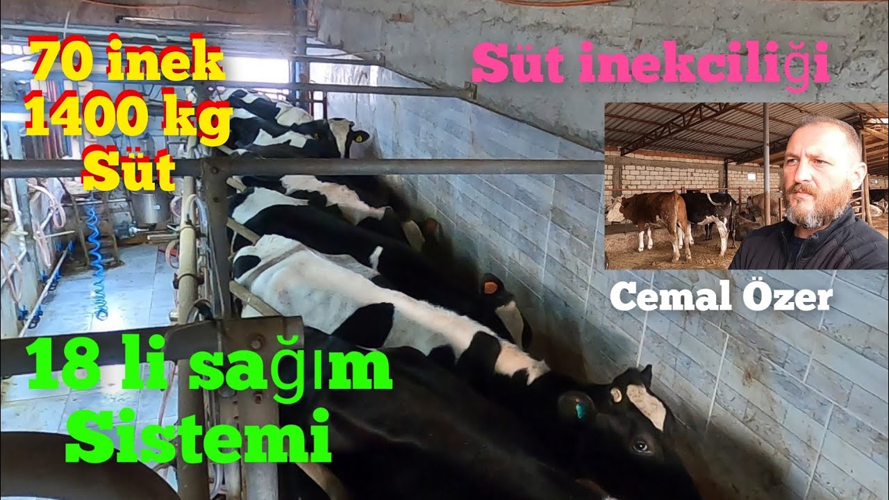 270 Adet büyükbaş çiftliği/ Süt inekciliği ve sağım sistemi/ 70 tane sağılır inek 1400 kg #süt #besi