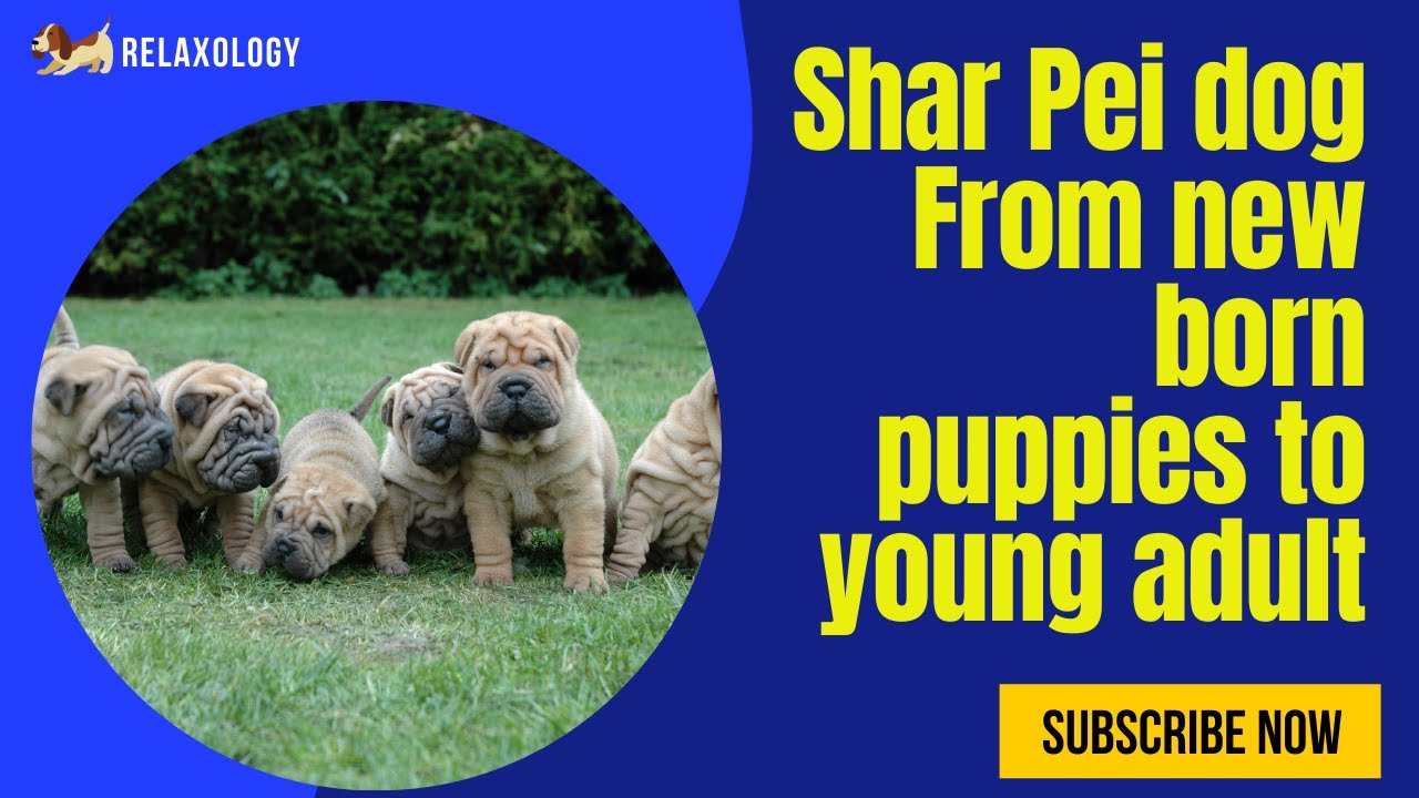 Shar Pei dog breed growing from new born puppies to young adults