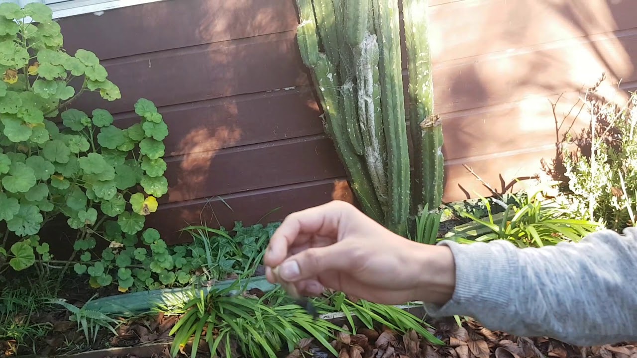 Fat joint