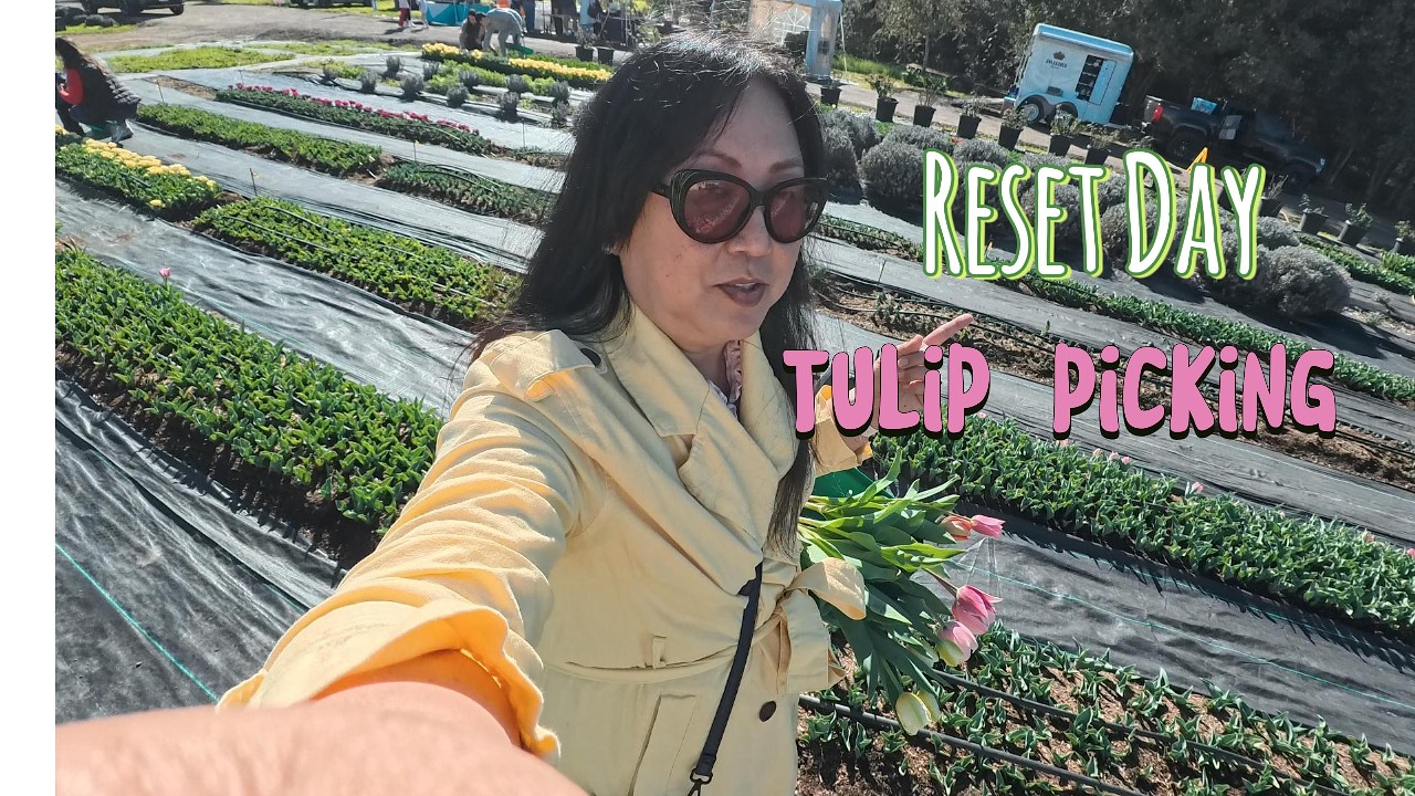 Reset day, tulip picking