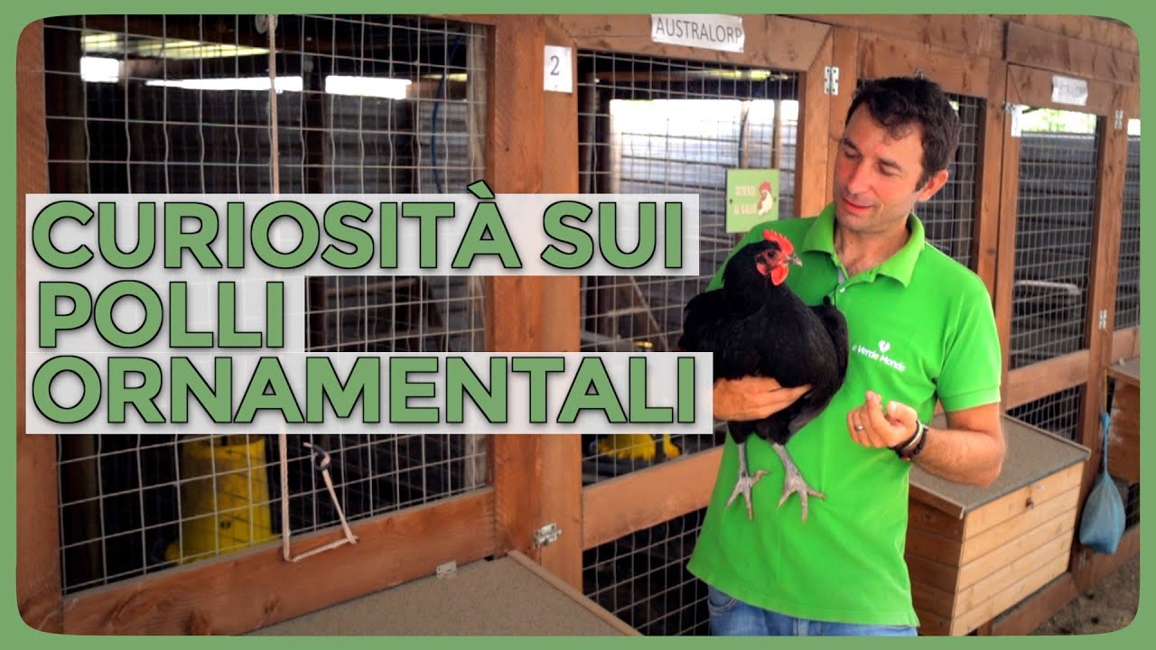 10 piccole curiosità dal mondo dei Polli Ornamentali