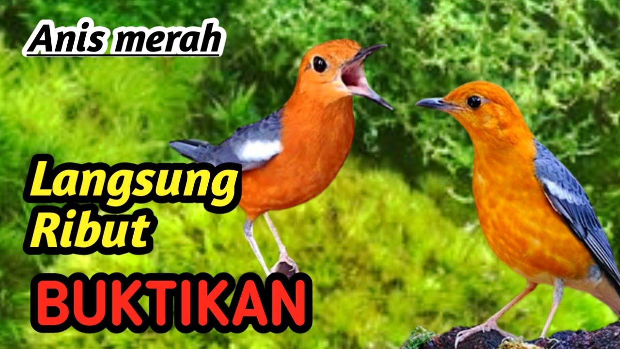 Masteran Anis Merah Alam Sungai | Natural River Sound Therapy for Champion Bird