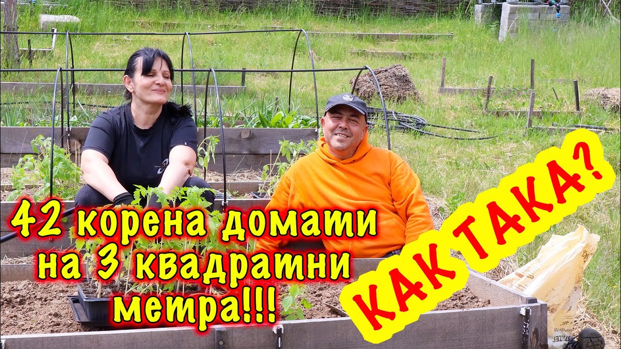 ПОСАДКА ТОМАТОВ В ПРИДВИЖНУЮ ГРУЖДУ – много помидоров на маленьком участке.