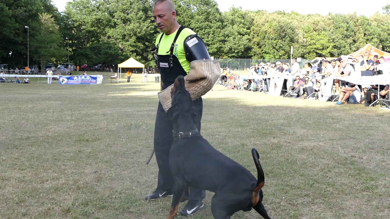 AIAD 2017 - Campionato - MC Madness Peak Performance - the-dobermann.com