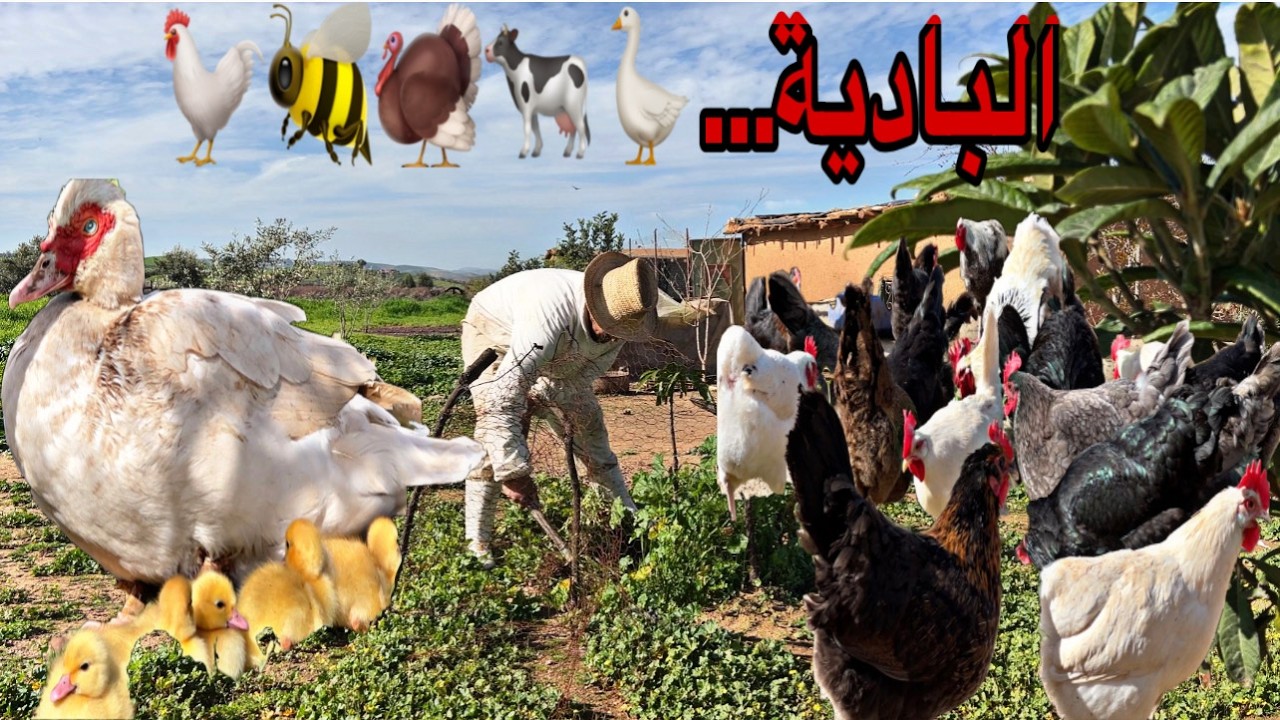 البادية ماشاءالله يوم جديد من العمل في المزرعة، الدجاج و الأبقار و الديك الرومي و النحل