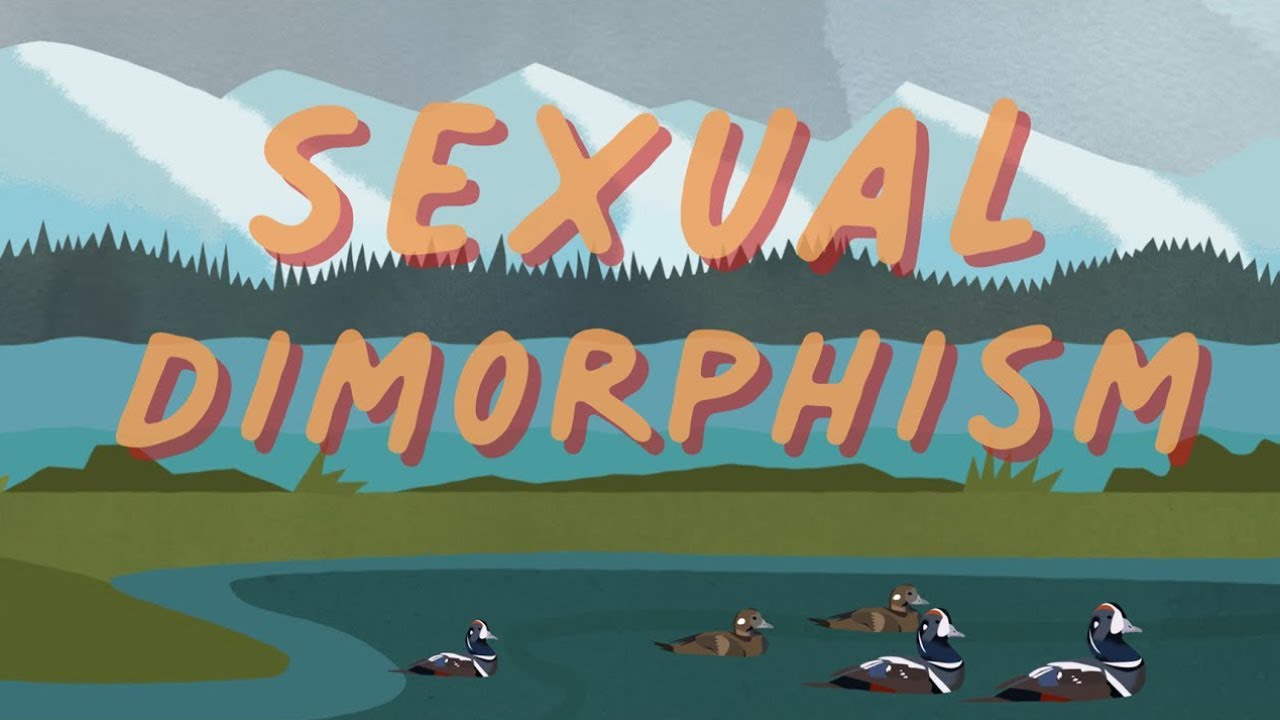 Long Story Shorts: Why Do Male and Female Animals Look Different?