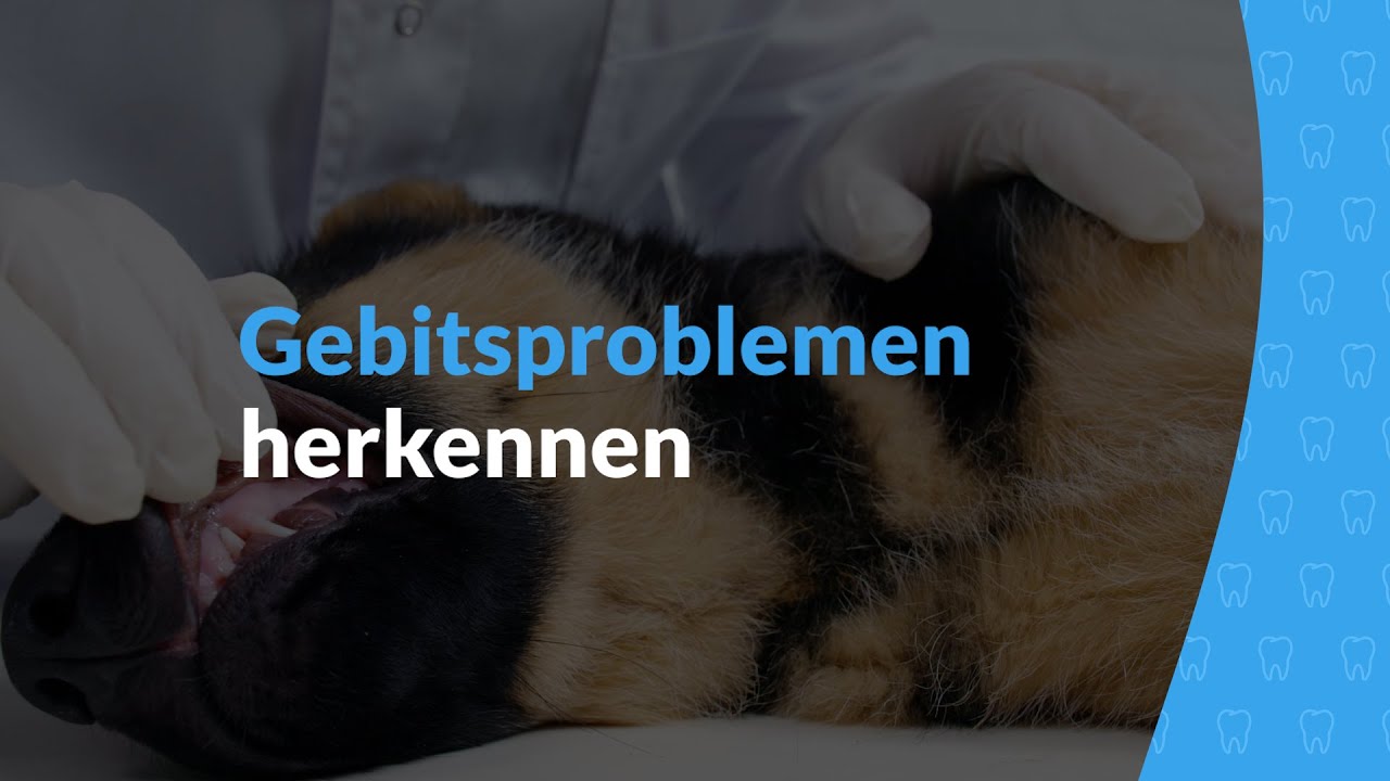 Maand van het gebit - Gebitsproblemen herkennen