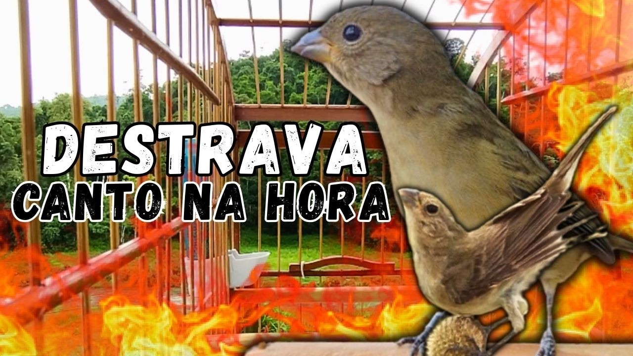 Melhor Piado de fêmea de papa capim para Foguear e Levantar Papa capim Piado de fêmea de papa capim