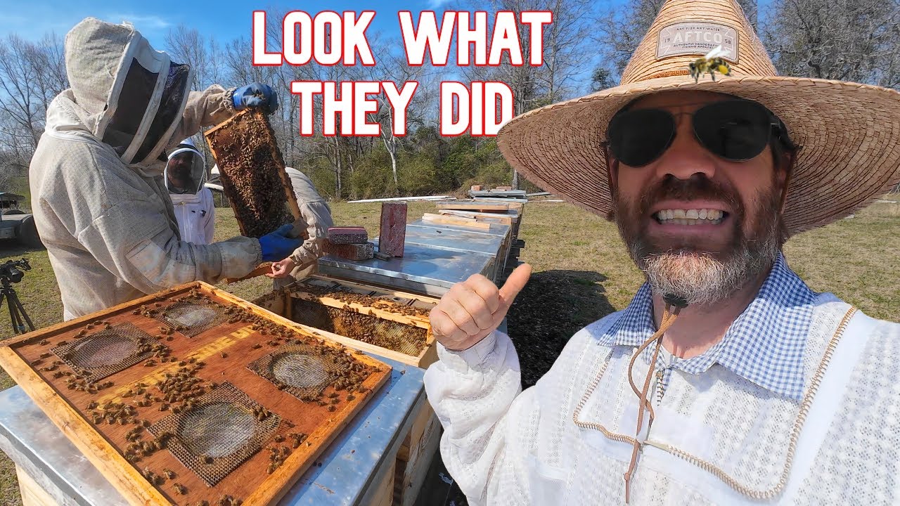 You Won't Believe What They Just Did To The Bees!