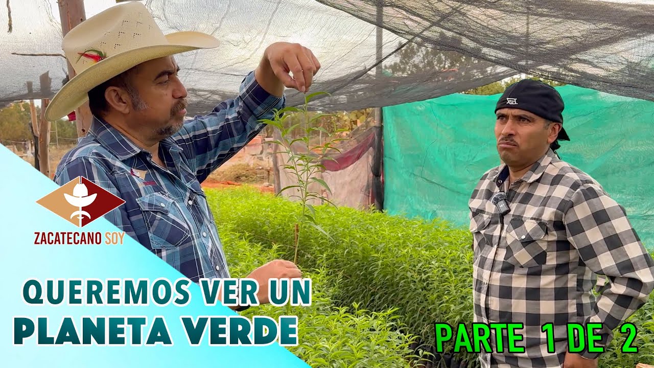 VAMOS A REGALAR 500 ÁRBOLES de durazno ojalá nos pidan más