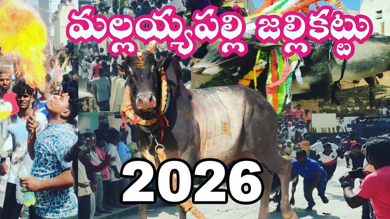 మల్లయ్యపల్లి జల్లికట్టు 17-01-2026🐂Mallaiahpalli Jallikattu || Chiru Telugu Traveller