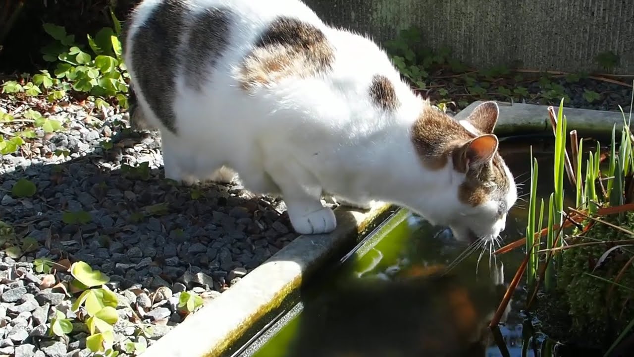 【お気に入りの水飲み場】Favorite drinking fountain