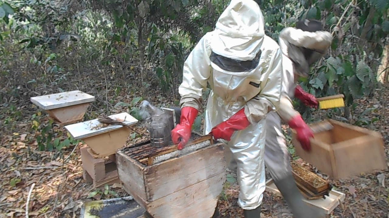 RÉCOLTE DE MIEL DANS LES HAUSSES DE RUCHE FONGE (1)