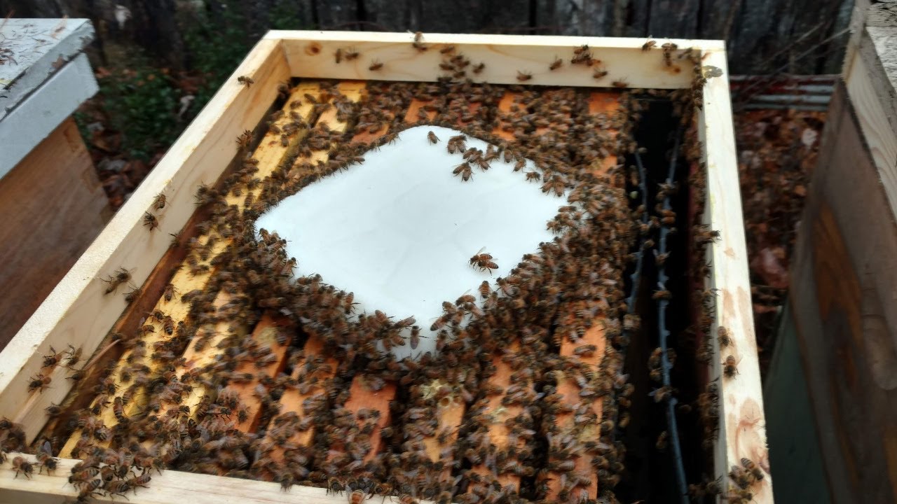 Beekeeping in January Q&A - LIVE CHAT