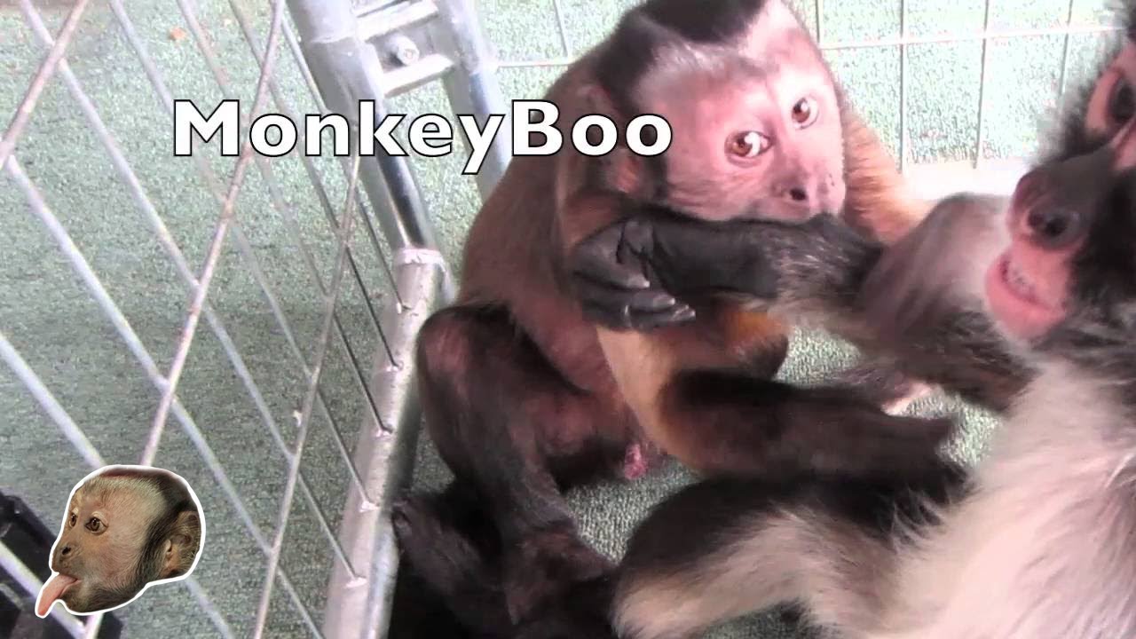 Capuchin Monkey & SpiderMonkey Playing!