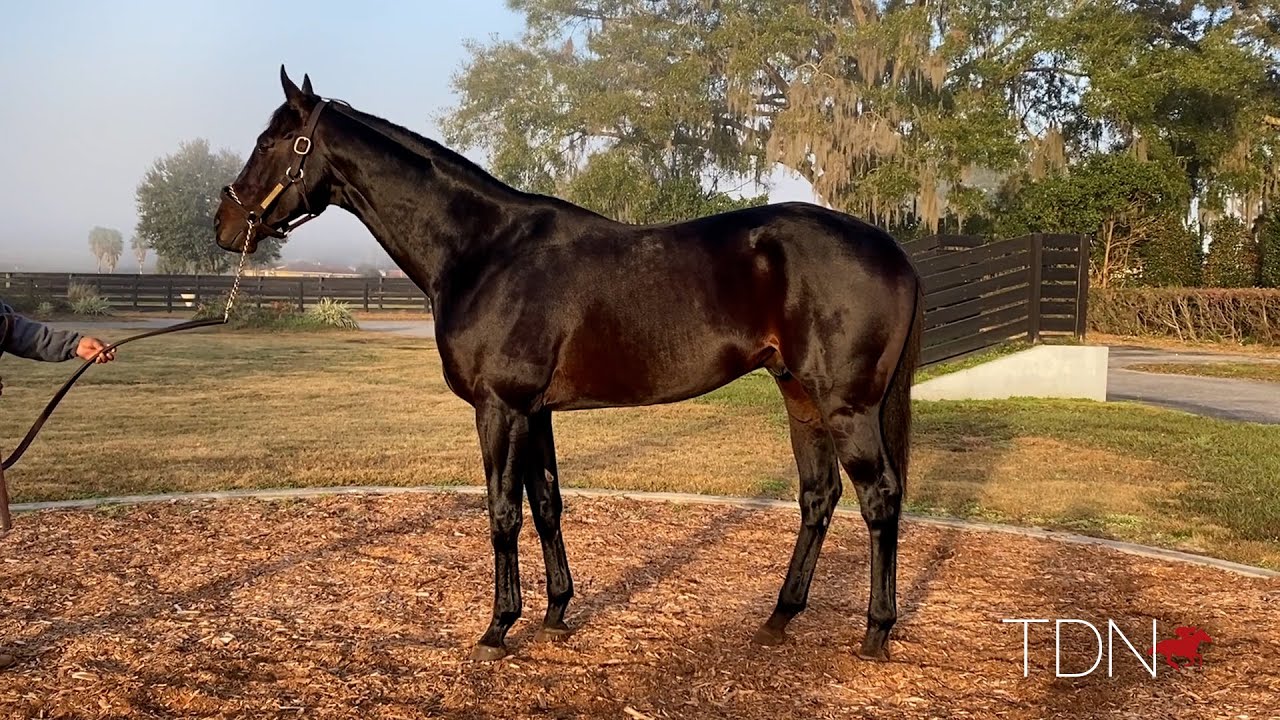 Journeyman Takes a 'Chance' With New Stallions