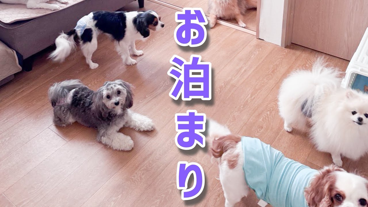 『毎年恒例・うにじゃのバカンス』今年は2泊3日(5歳キャバリア)