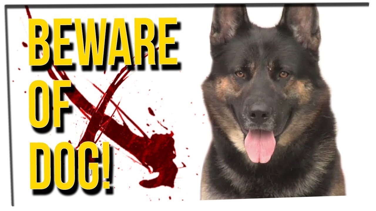WEEKEND SCRAMBLE - Intruder Gets SHOOK By Family Dog!