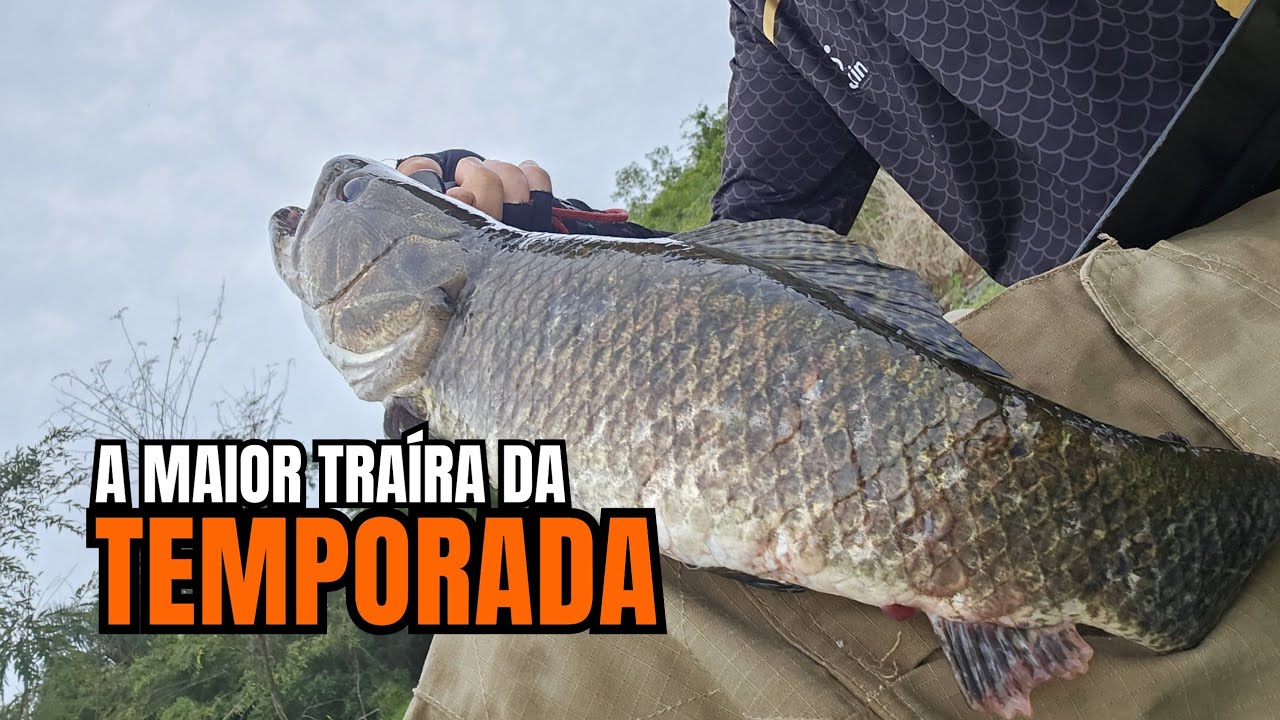 USEI A MELHOR ISCA PRA TRAÍRAS 
