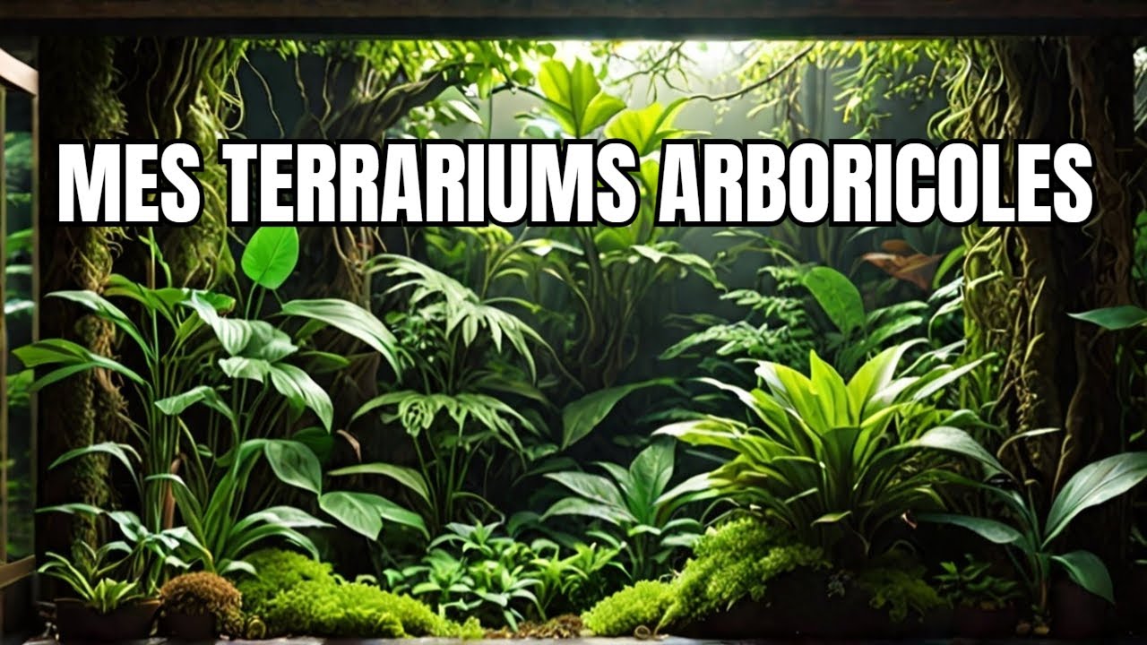 TOUS MES TERRARIUMS ARBORICOLES