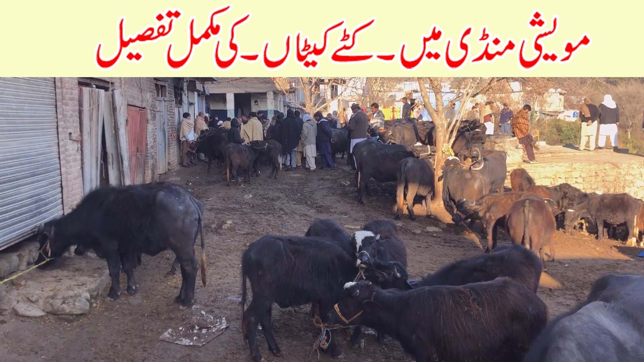 Kattay kattian muvashi mandi dongi kotli mirpur pakistan | cattle market dongi mandi kattay kattian
