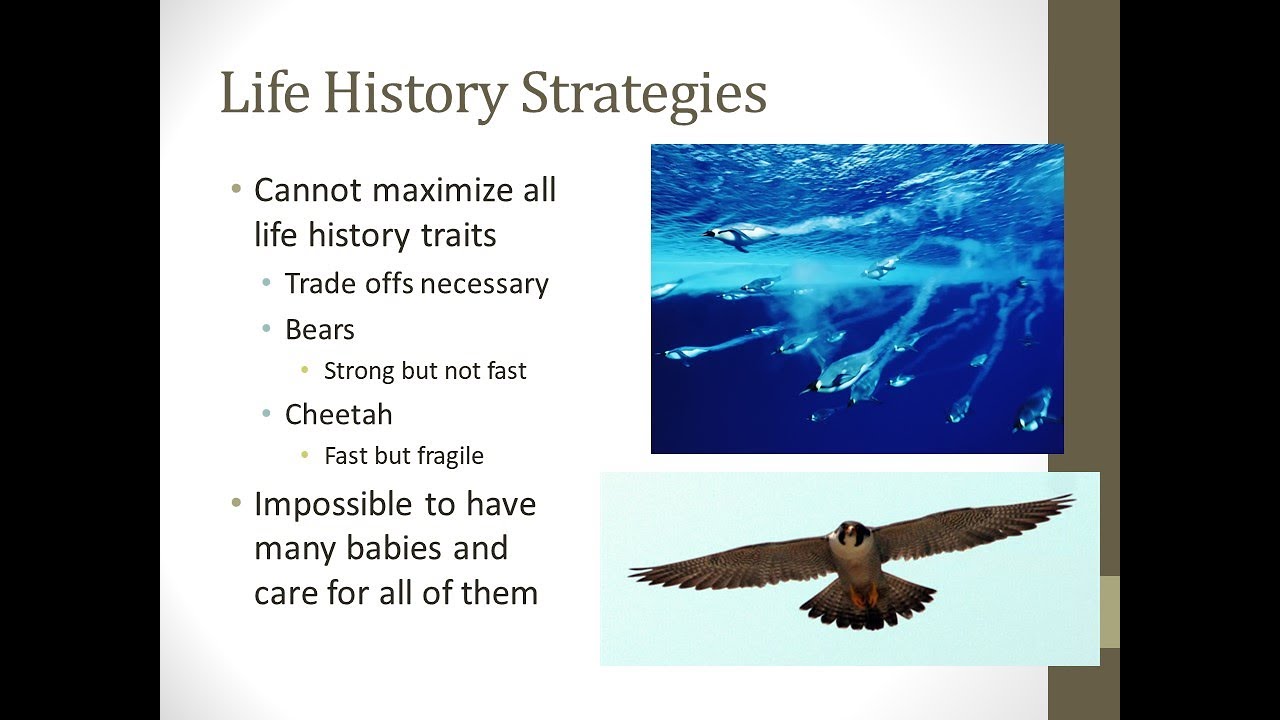 05C   Life History Strategies