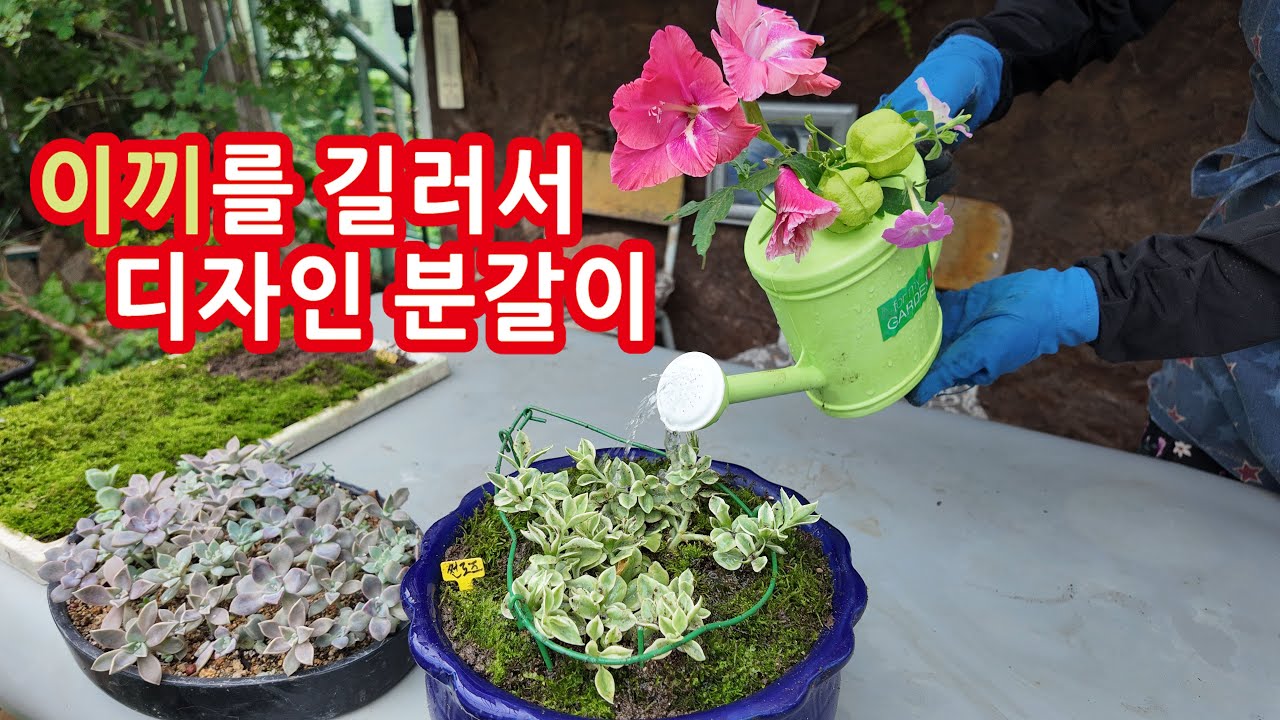 이끼를 길러서 디자인분갈이 합니다