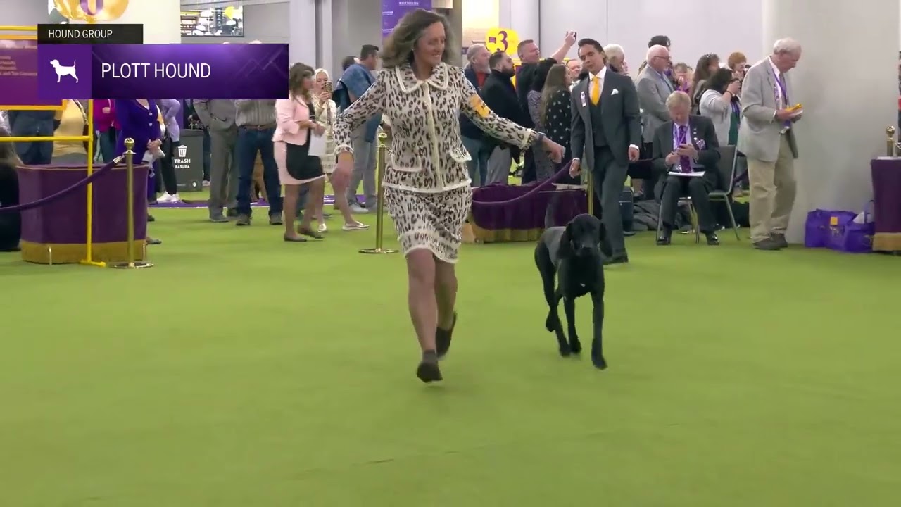 Plott Hounds | Breed Judging 2025