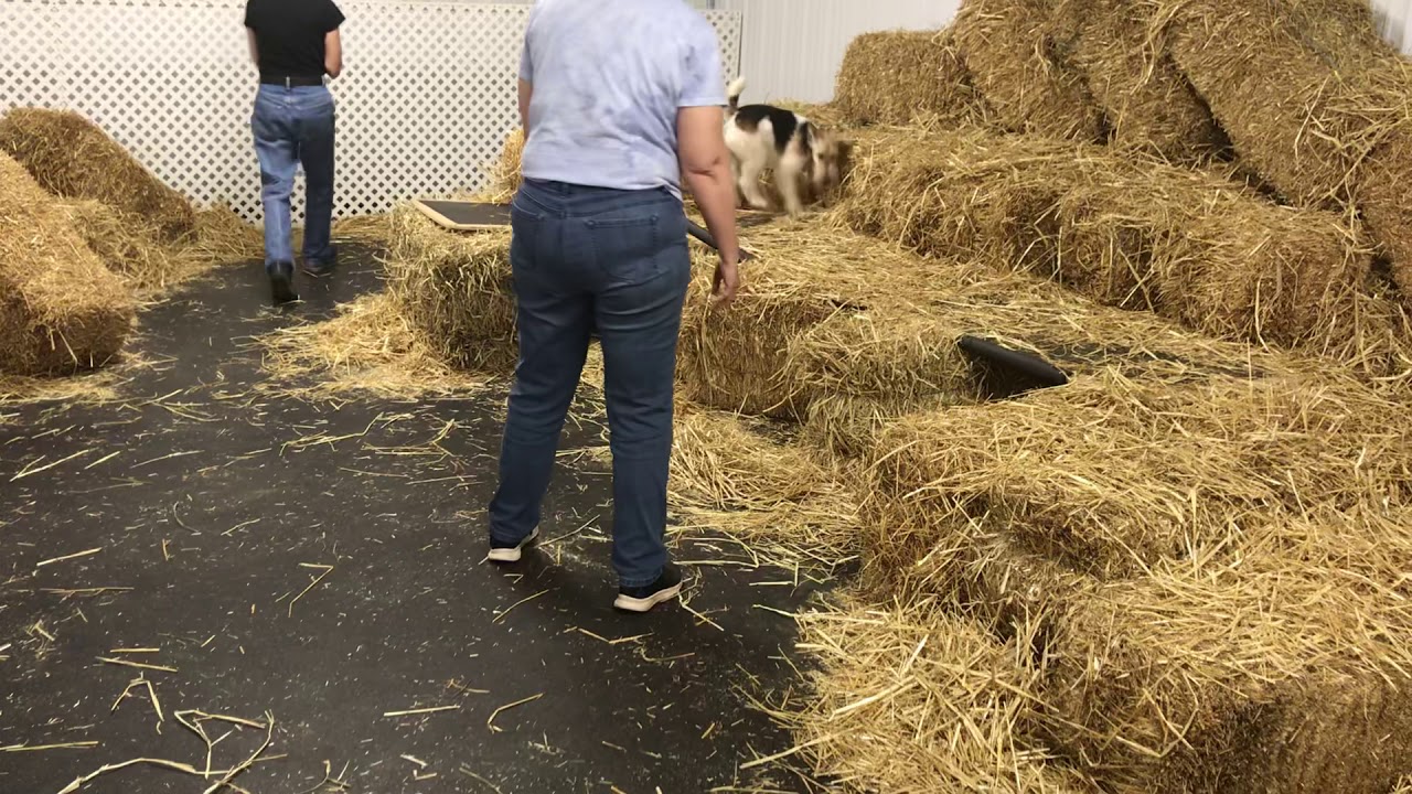 Barn Hunt with Wire Fox Terrier Taggart Masters PART2/2