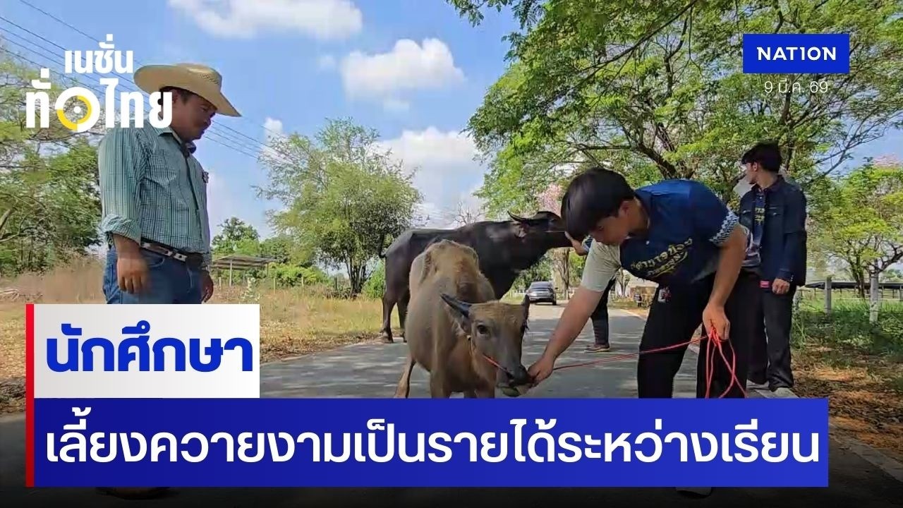 นักศึกษาเลี้ยงควายงามเป็นรายได้ระหว่างเรียน | เนชั่นทั่วไทย