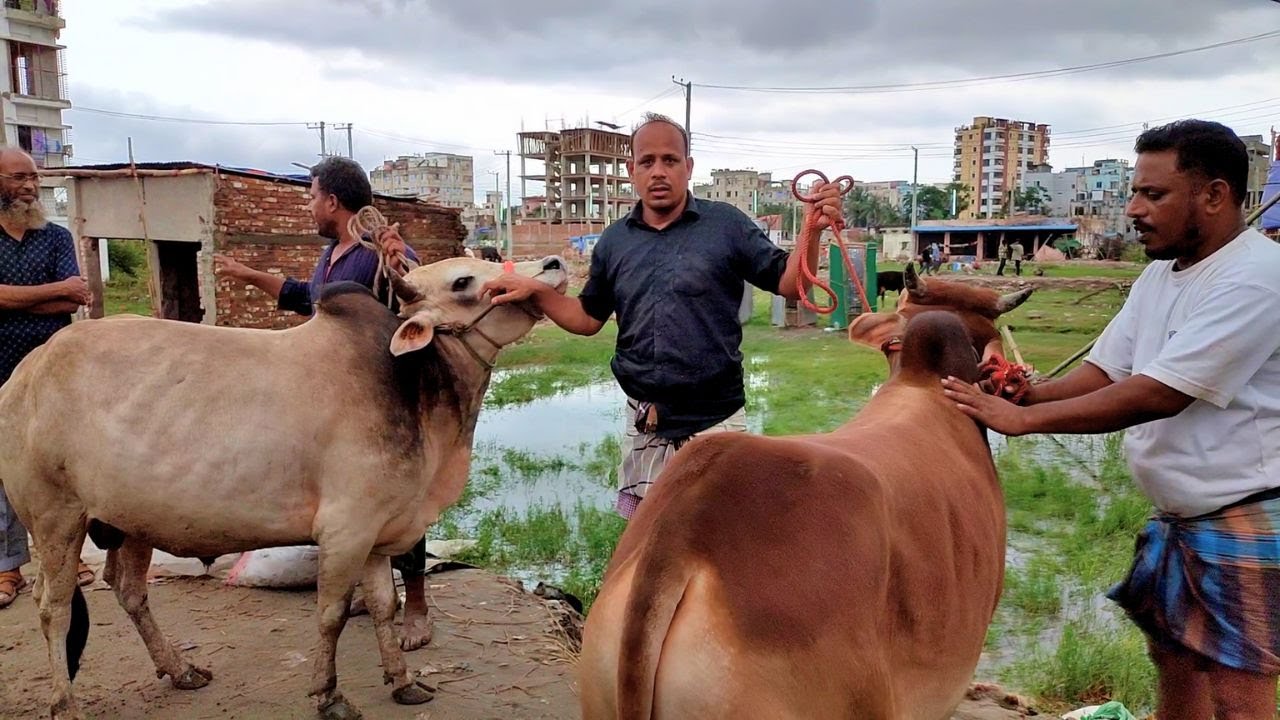 ১ কিমি. কুরবানীর গরুর হাট ২০২৫ | 1km Garur Bazar |  ভালো দামে গরু কিনুন | Eid Vlog at Chittagong