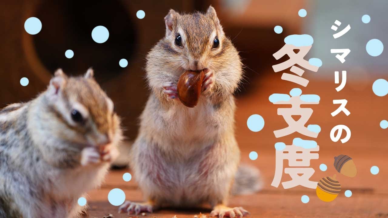 シマリスの冬支度！