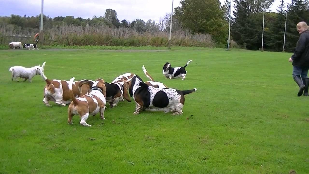 Scottish Basset Hound Walk At Forfar Loch