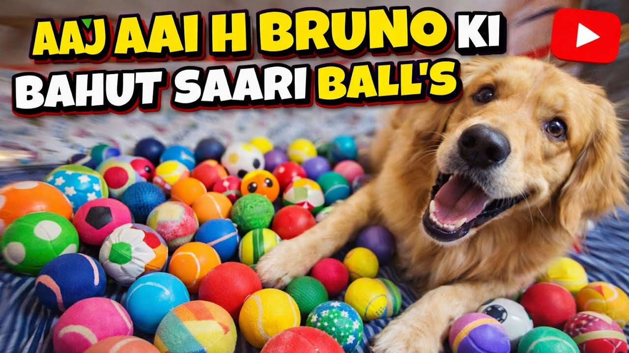 Golden Retriever Bruno Goes Crazy After Getting New Balls 🥎😍 Bruno Got So Many New Balls Today 😍 