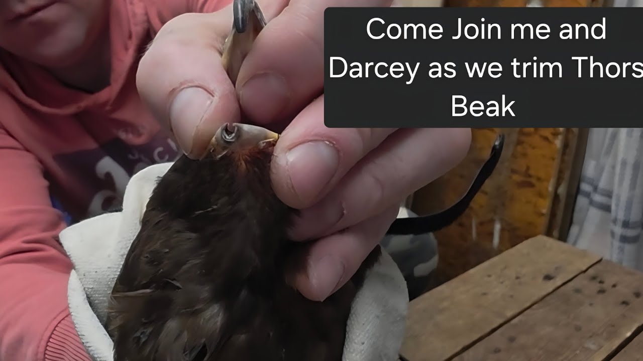 Coping Thor with the help of Darcey
