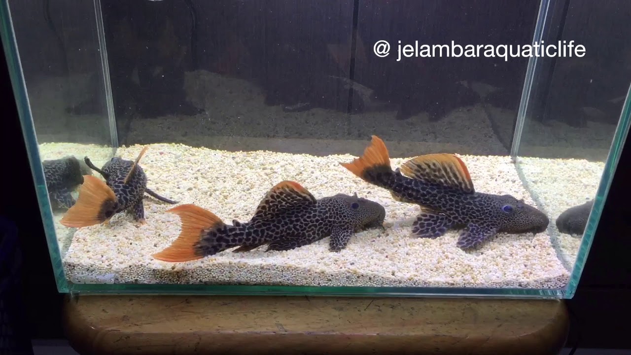 Leopard Cactus Pleco (L600)