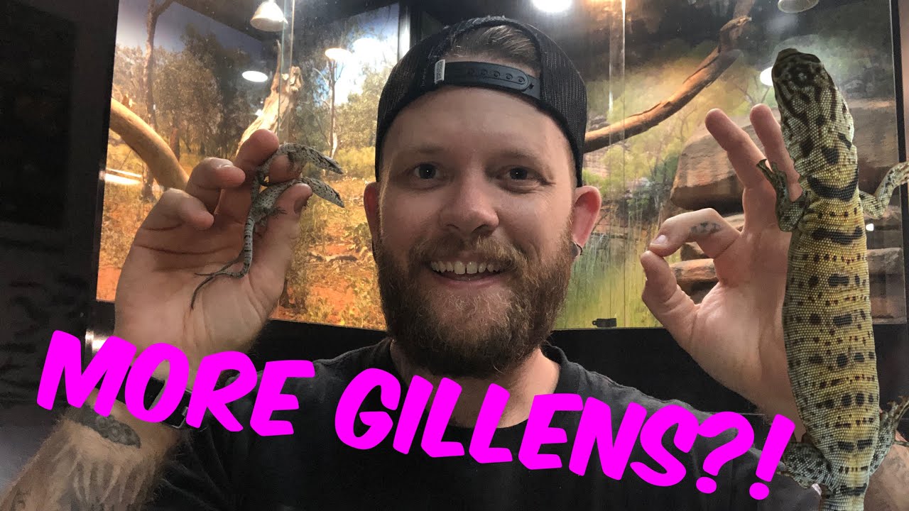 I’ve come home with MORE GILLENS MONITORS! ~~ Unboxing Varanus gilleni