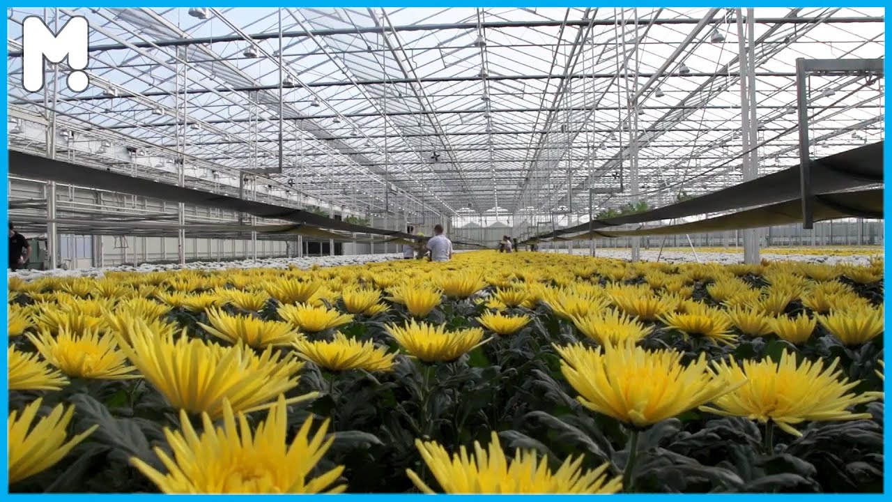 How Farmers Harvested Millions Tons of Chrysanthemums - How to Grow Beautiful Chrysanthemums 🌼