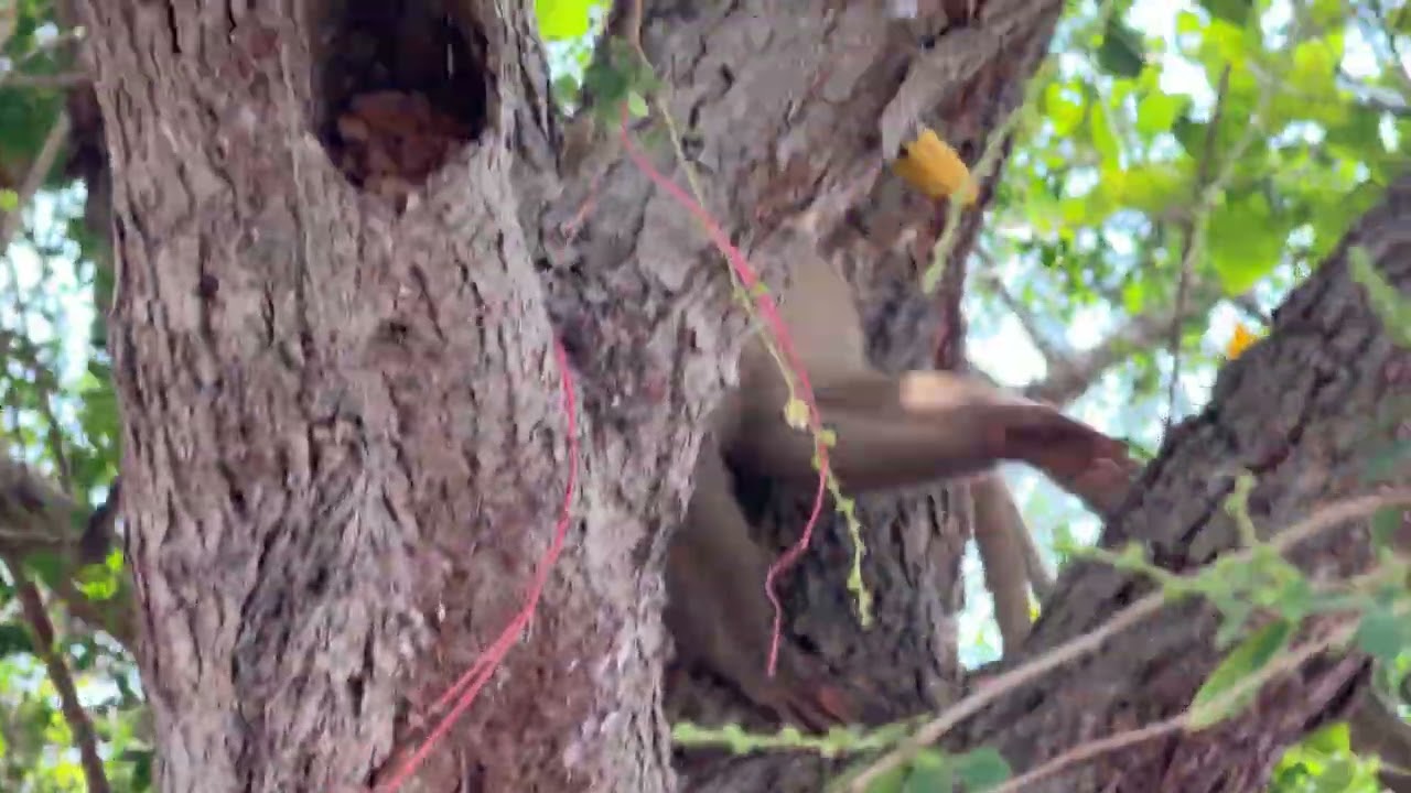 Тайланд-обезьяны на пляже 