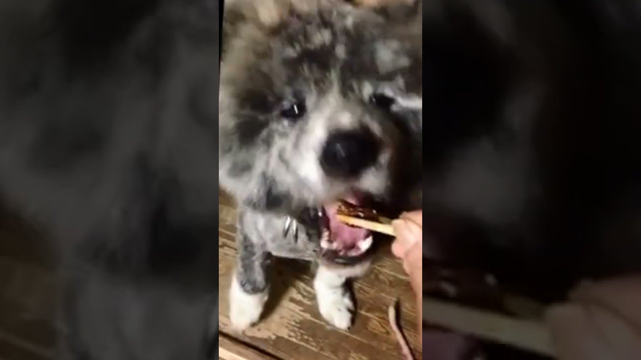 保護犬達がお箸から焼肉食べている動画